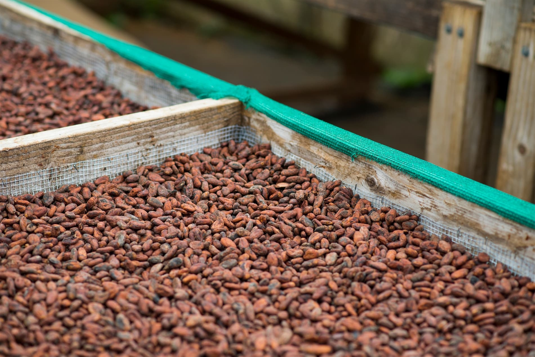 Big Island Chocolate Festival