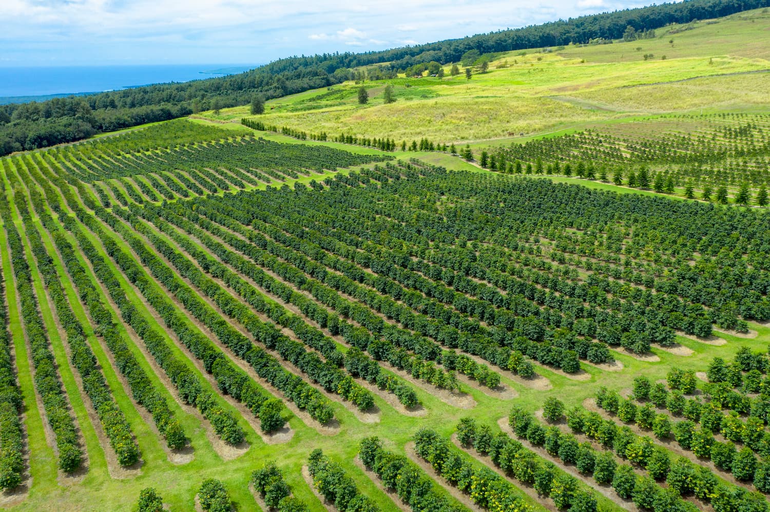 Kona Coffee Cultural Festival