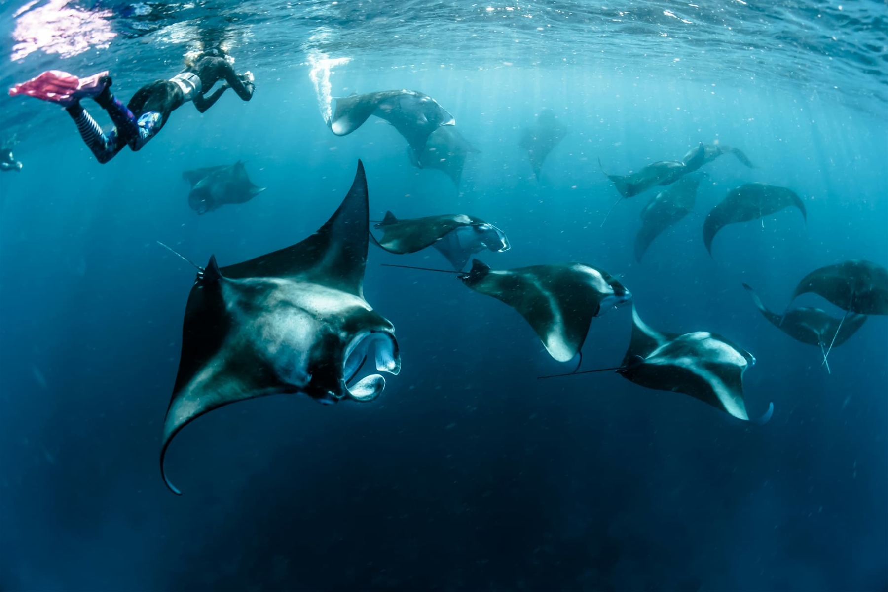 manta rays 