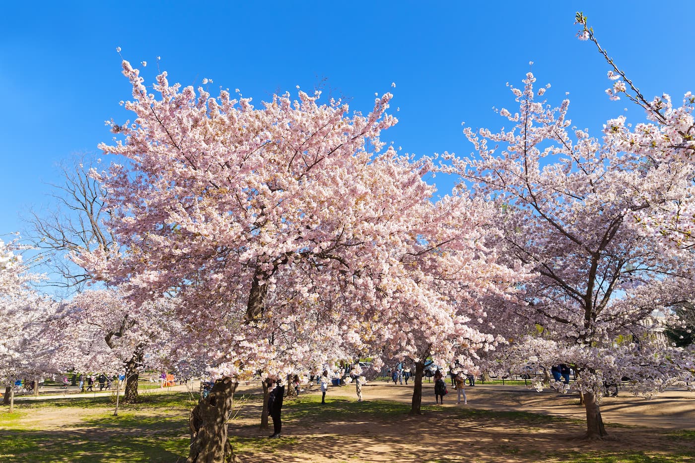 Waimea Cherry Blossom