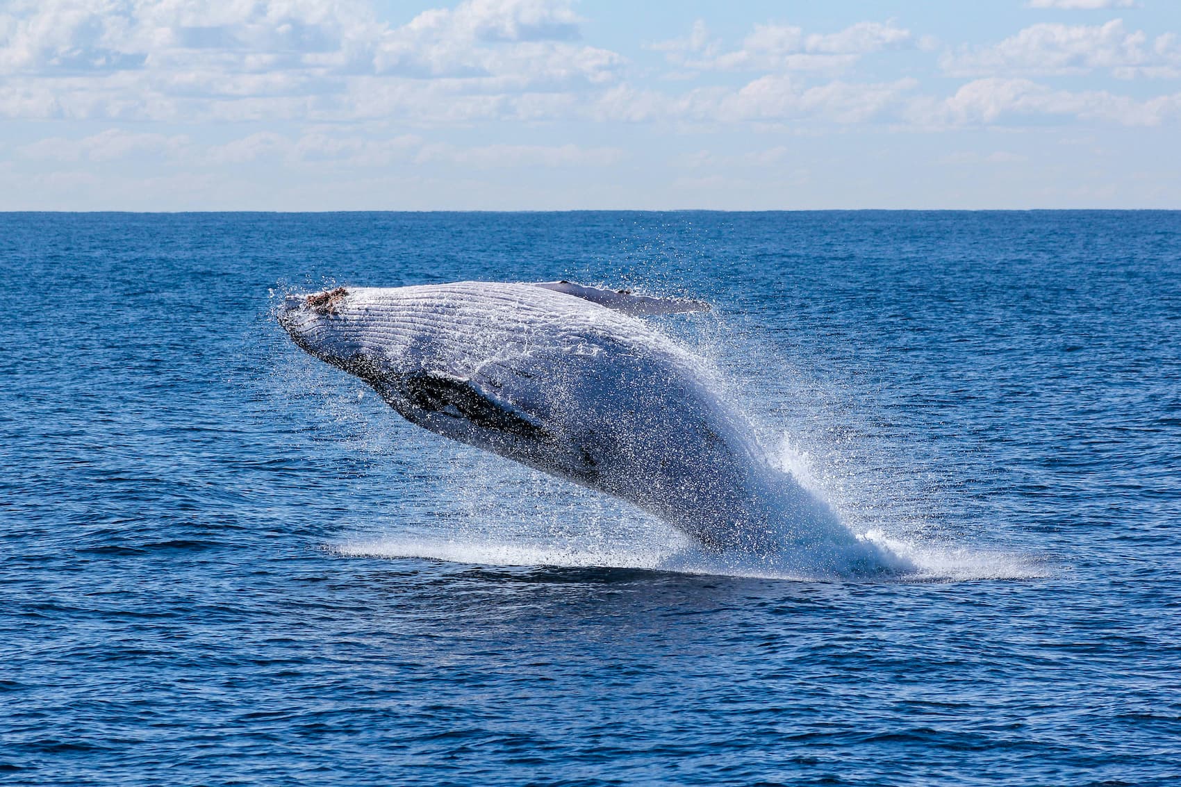 whale watching