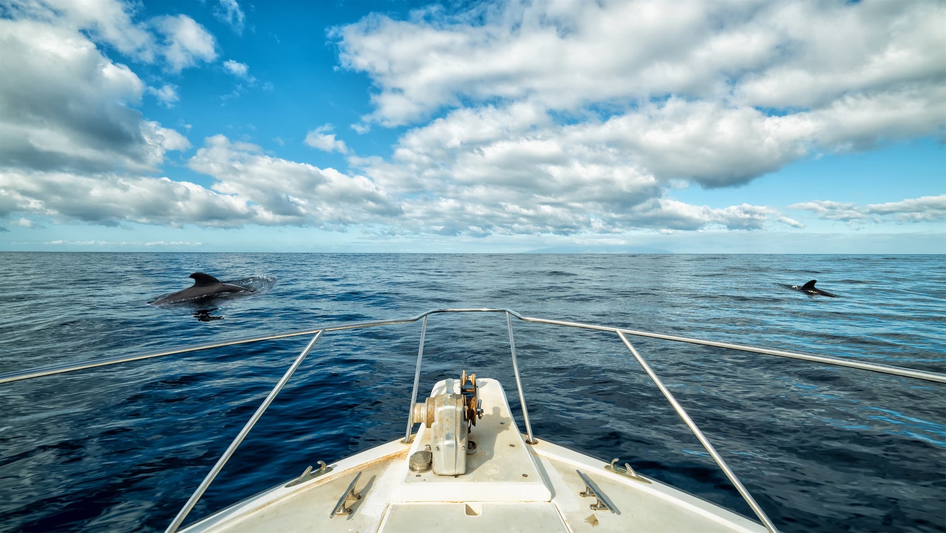 whale watching boat tour